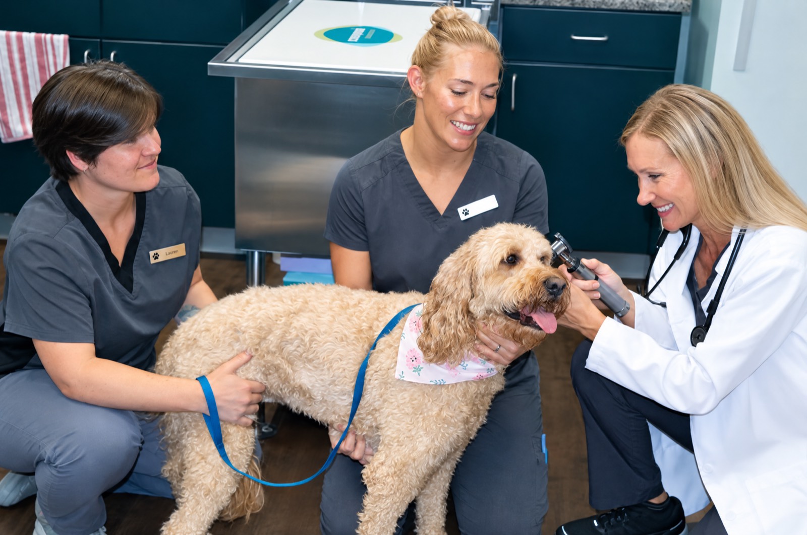 Mirror Lake team members examining a curly-haired dog