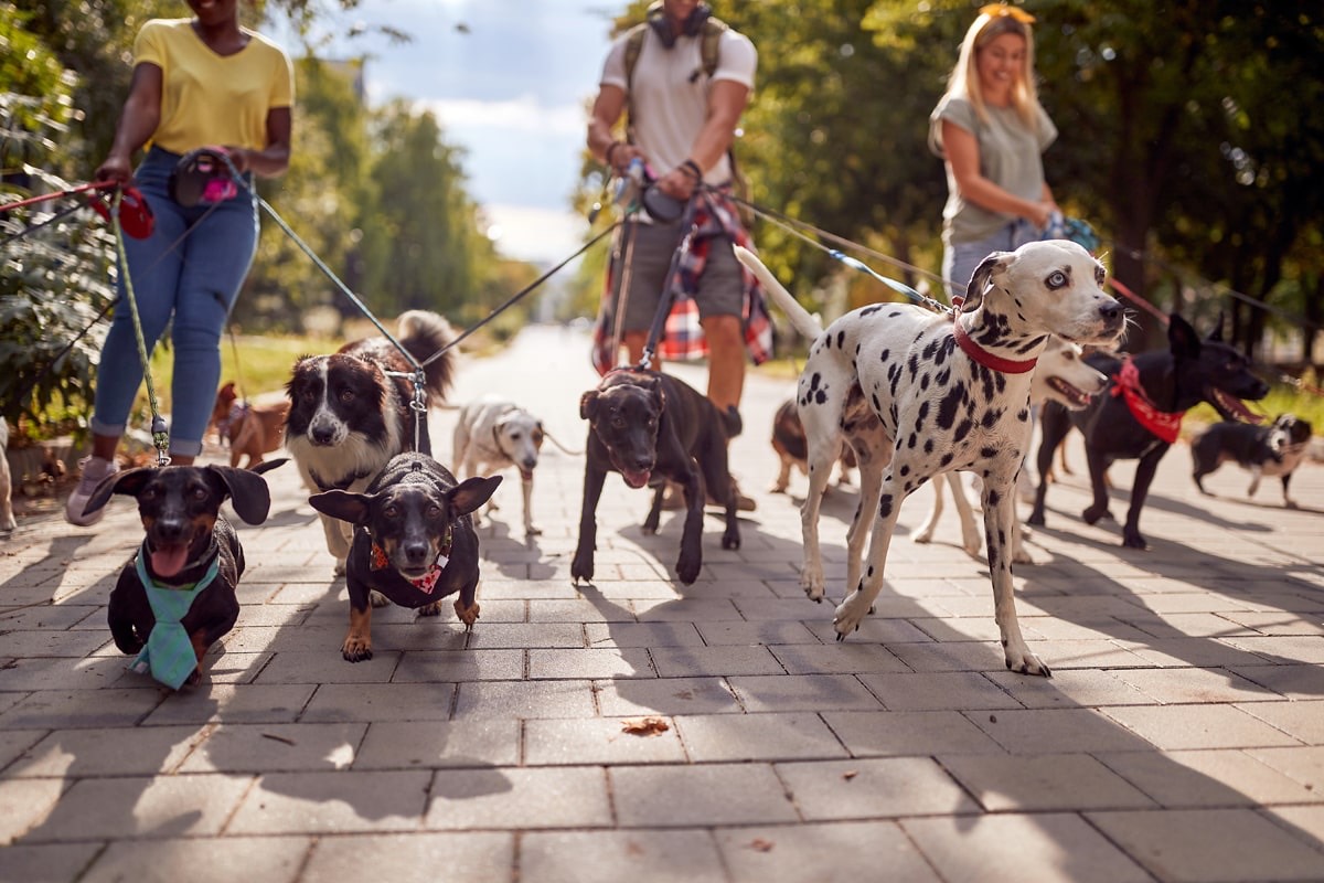 People walking a group of happy dogs down a tree-lined path
